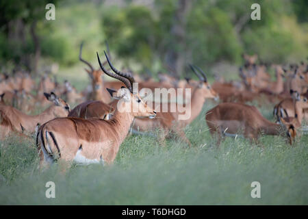 Un troupeau d'impalas, Aepyceros melampus, stand et paissent dans l'herbe verte longue Banque D'Images