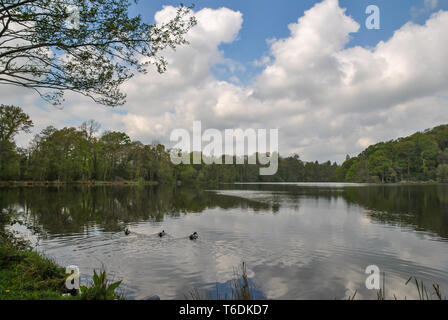 Trois canards nager sur un lac dans la belle campagne anglaise Banque D'Images