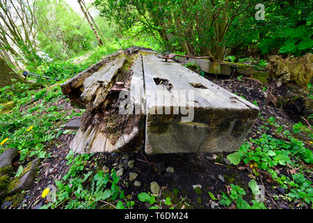 Verte forêt Banque D'Images