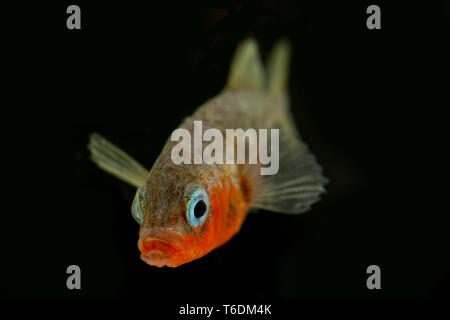 Un mâle épinoche à trois épines (Gasterosteus aculeatus, dans sa reproduction photographié sur un fond noir. L'épinoche à trois épines Banque D'Images