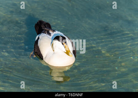 Libre d'un eider mâle reproducteur sur les rives de la partie supérieure du lac de Zurich, près de Rapperswil, Sankt Gallen, Suisse Banque D'Images