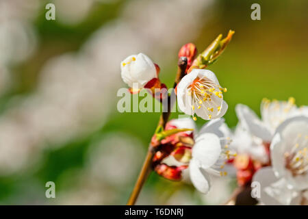 Fleurs abricot japonais. Arbre Prunus mume en pleine floraison. Soleil, fleurs de couleur blanche dans la lumière de soleil du soir au début du printemps Banque D'Images