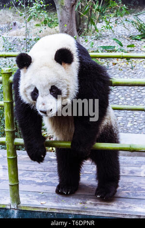 Chengdu, province du Sichuan, Chine : Grand Panda Bear à la base de recherche de Chengdu Panda géant de l'élevage. Banque D'Images