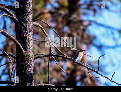 Belle jeune femme (le Merlebleu azuré Sialia currucoides) perché dans l'arbre Banque D'Images