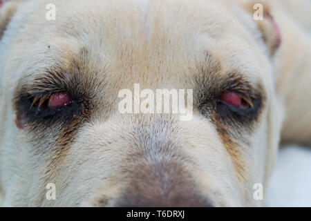 Cane Corso race de chien avec cherry eye Banque D'Images