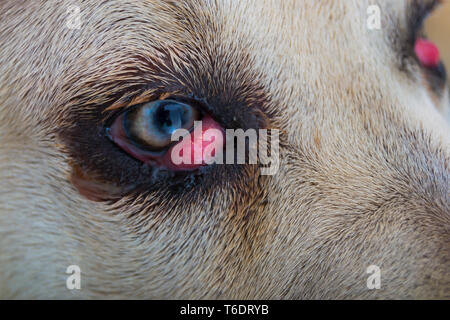 Cane Corso race de chien avec cherry eye Banque D'Images