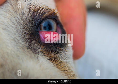 Cane Corso race de chien avec cherry eye Banque D'Images