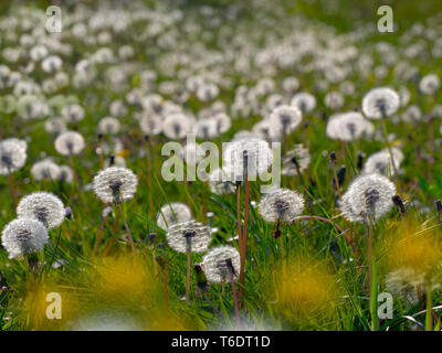 Taxaxacum pissenlit officinal graines et fleurs Banque D'Images