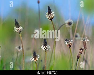 Plantago lanceolata lancéole en prairie de pâturage Banque D'Images