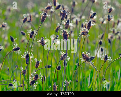 Plantago lanceolata lancéole en prairie de pâturage Banque D'Images