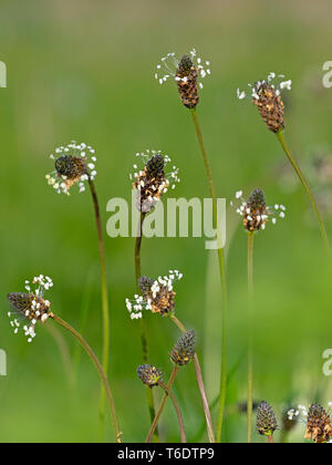 Plantago lanceolata lancéole en prairie de pâturage Banque D'Images