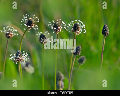 Plantago lanceolata lancéole en prairie de pâturage Banque D'Images