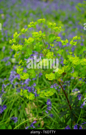 Wood spurge Euphorbia amygdaloides flowerhead Bluebells floue avec en arrière-plan. Banque D'Images