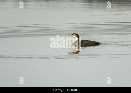 La Great Northern Loon (Gavia immer) Banque D'Images