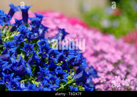 Gentiana trompette fleur bleue dans le jardin de printemps Banque D'Images