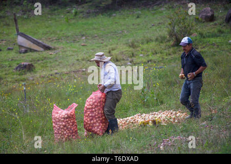 Deux hommes ramasser des oignons dans un champ près de la vieille ville de Villa de Leyva, dans les montagnes andines de Colombie. Banque D'Images