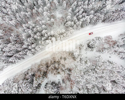 Forêt en hiver Banque D'Images