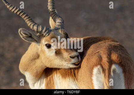 L'île de Sir Bani Yas, l'Arabian Wildlife Park, Abu Dhabi, UAE Banque D'Images