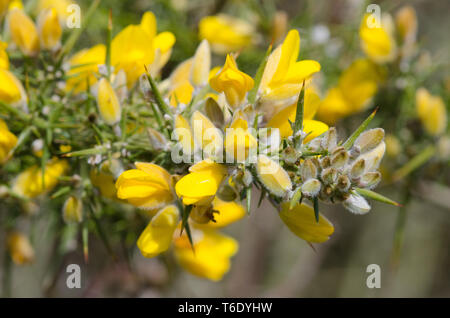 L'ajonc jaune close up Banque D'Images