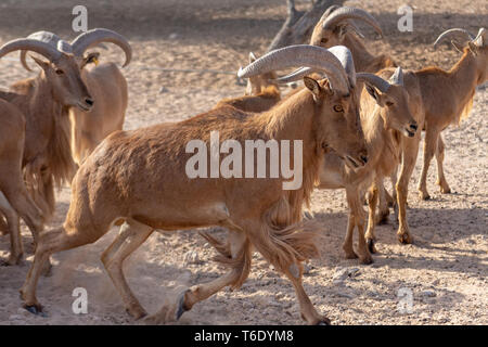 L'île de Sir Bani Yas, l'Arabian Wildlife Park, Abu Dhabi, UAE Banque D'Images