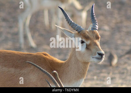 L'île de Sir Bani Yas, l'Arabian Wildlife Park, Abu Dhabi, UAE Banque D'Images