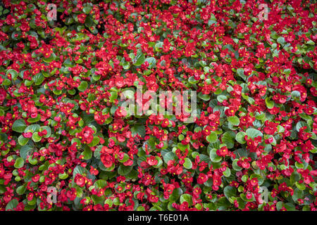 Les fleurs rouges comme un tapis pour les fonds Banque D'Images