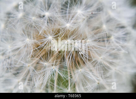 Close-up de l'seadhead ou d'un Pissenlit blowball Banque D'Images