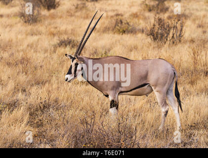 Beisa Oryx vue latérale debout dans les prairies sèches frotter. La Réserve nationale de Samburu, Kenya, Afrique de l'Est Banque D'Images