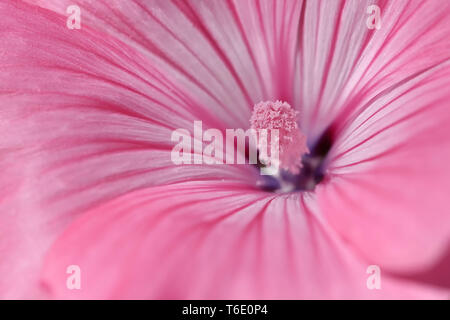Mallow annuel Banque D'Images