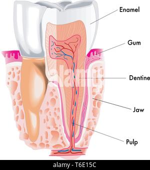 Illustration de l'article médical de la dent Illustration de Vecteur