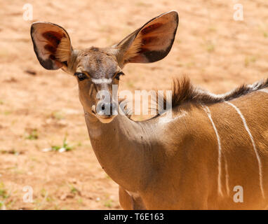 Close-up femme grand koudou Tragelaphus strepsiceros. Belle eaf avec de grandes oreilles à l'écoute et de grands yeux avec de longs cils. La Réserve nationale de Samburu, Banque D'Images