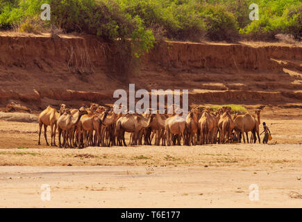 Dromadaire chameau Camelus avec les pasteurs du troupeau, de l'élevage, de la rivière à sec. La Réserve nationale de Samburu, Kenya, Afrique de l'Est Banque D'Images