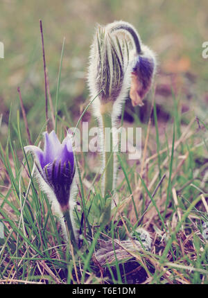 Fleur de printemps Pulsatilla pratensis (petite anémone pulsatille) Banque D'Images