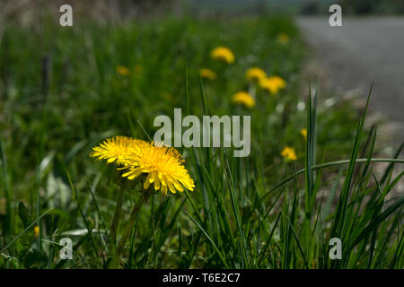 Gros plan du Taraxacum pissenlit fleur Banque D'Images