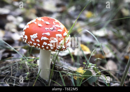 Agaric fly de champignons dans la forêt, dans une clairière. Banque D'Images