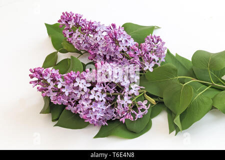 Branche de lilas avec de belles fleurs sur un fond blanc. Banque D'Images