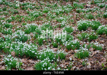 Grand groupe de perce-neige en forêt Banque D'Images