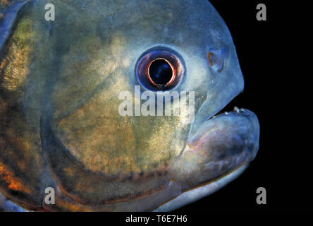 Le Piranha à ventre rouge, Serrasalmus nattereri Banque D'Images