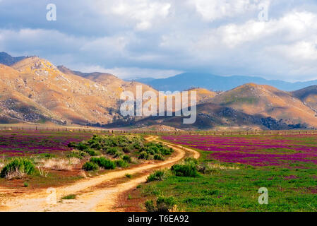 Chemin de terre coupant à travers champs de fleurs sauvages sous ciel nuageux. Banque D'Images