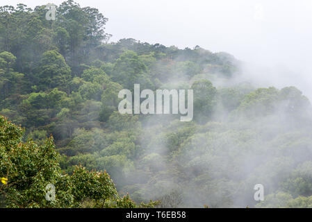 Sri Lanka les forêts pluviales de montagne dans l'Horton Plains Banque D'Images