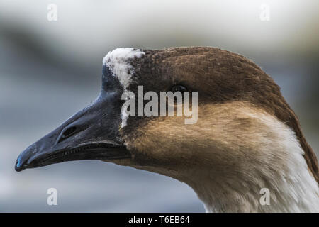 Goose (Anser cygnoides bouton domestica) Banque D'Images