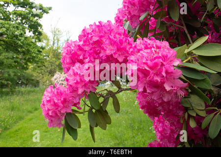 Close up of Pink rhododendron Banque D'Images