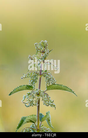 Ortie Urtica dioica ; ; ; floraison UK Banque D'Images