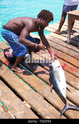 L'albacore en préparation pour la vente sur la jetée de Santa Maria, île de Sal, Cap-Vert, Afrique Banque D'Images