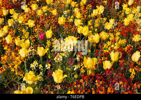 Fleurs de printemps en fleurs dans le parc anglais cottage jardin tulipes jaunes et affichage de fleurs de Wallflower Banque D'Images