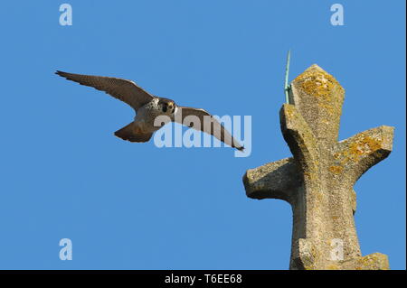 Le faucon pèlerin à l'église de Cromer Banque D'Images