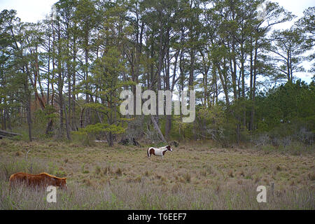 Paysage de chevaux sauvages de Assateague Island le pâturage dans le marais Banque D'Images
