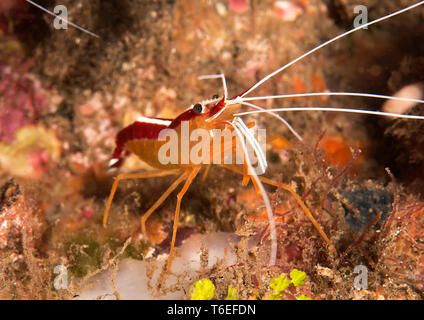 Nettoyant à bosse , crevette lysmata amboinensis sur coral de Bali, Indonésie Banque D'Images