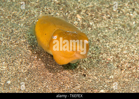 Broadclub Seiches (Sepia Latimanus) déménagement sur fond de mer de Bali, Indonésie Banque D'Images