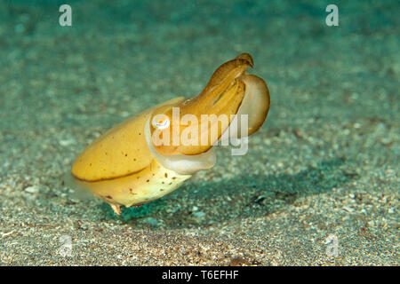 Broadclub Seiches (Sepia Latimanus) déménagement sur fond de mer de Bali, Indonésie Banque D'Images